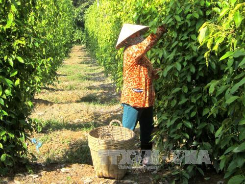 Phú Quốc đạt sản lượng hồ tiêu gần 1.250 tấn